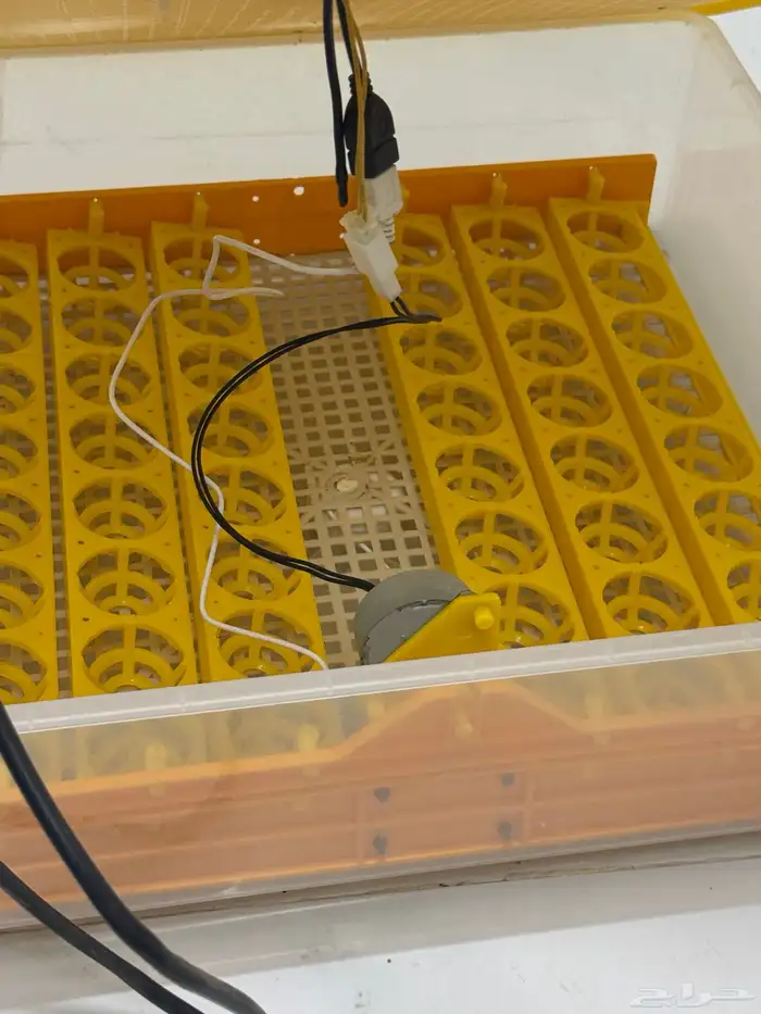 فقاسة بيض دجاج 2