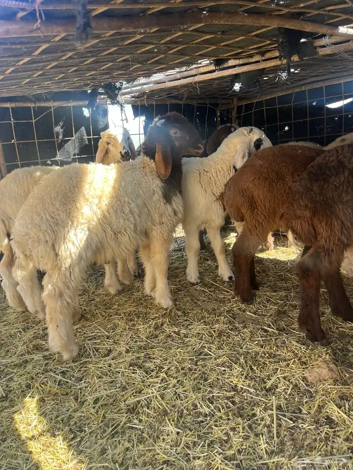 بهم هرفالعدد 15 3