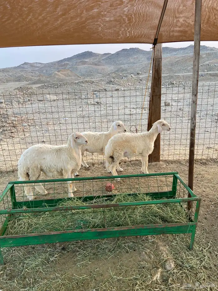 طليان ورخال ذبايح للبيع 3