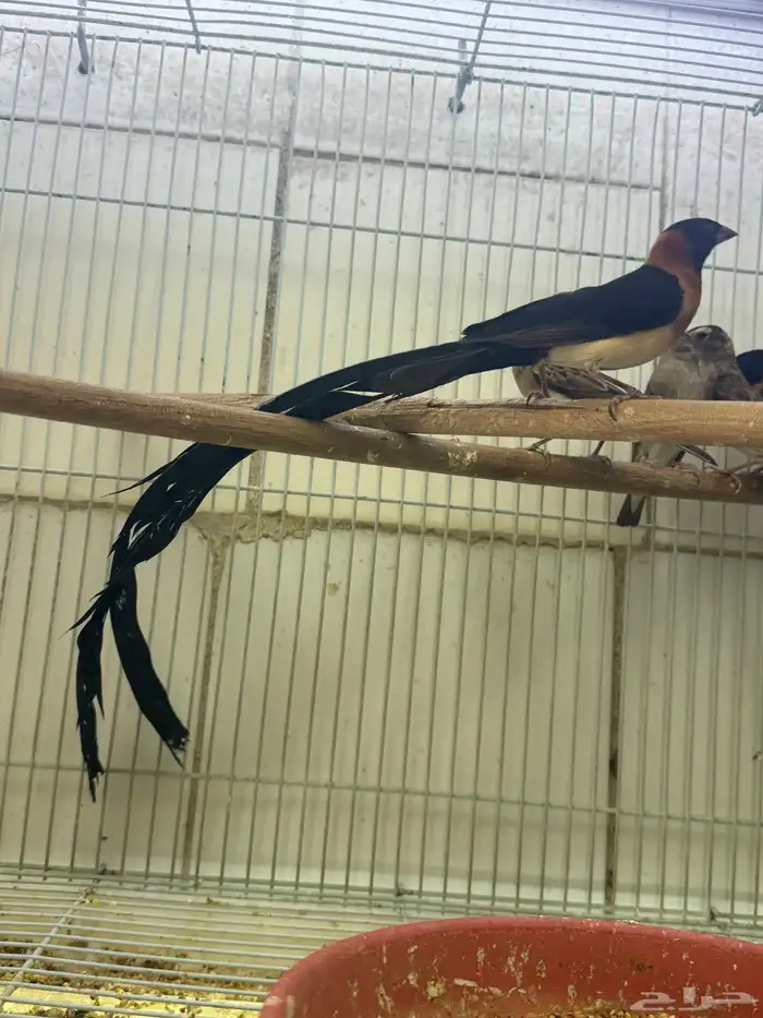 أزواج طيور الجنة 1