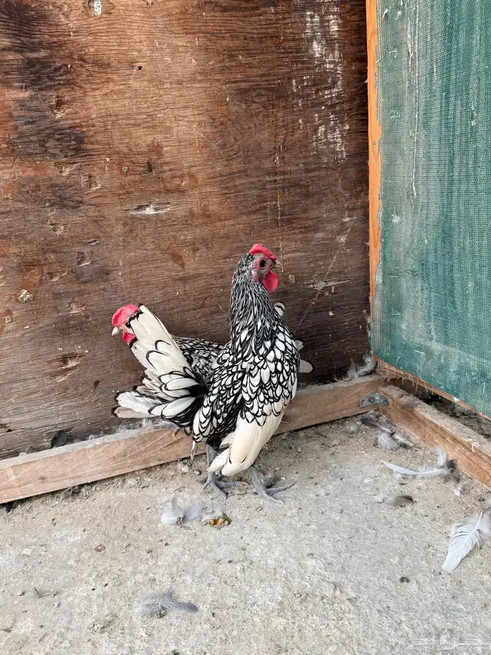 للبيع ديكين سبرايت شبابي( او البدل بدجاج سبرايت شبابي ) 4