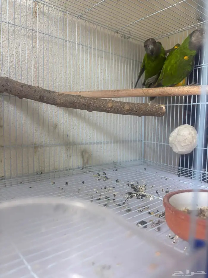 زوج سنغالي 7