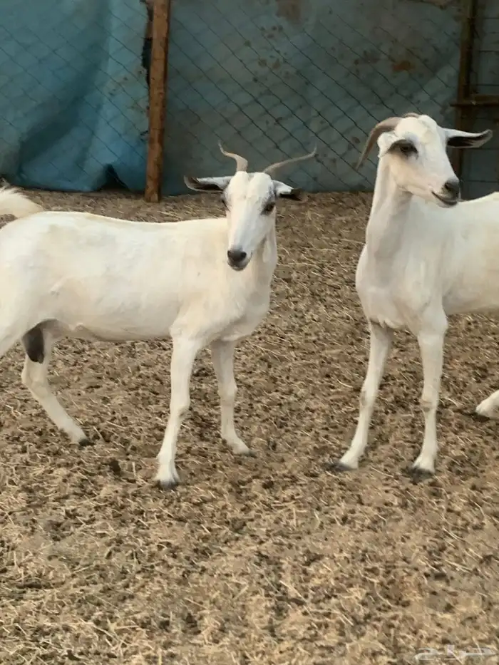 للبيع معزا بيشيات دفيع 3