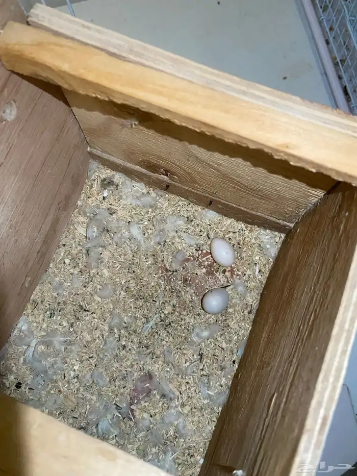 زوج روز البينو مومنج 3