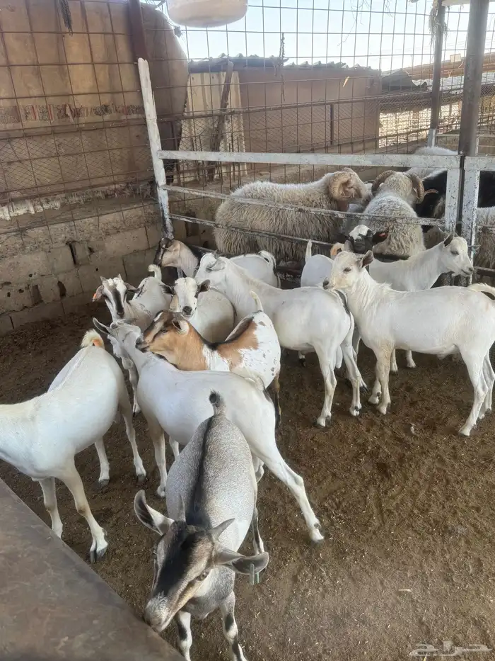 تيوس صومالي 0