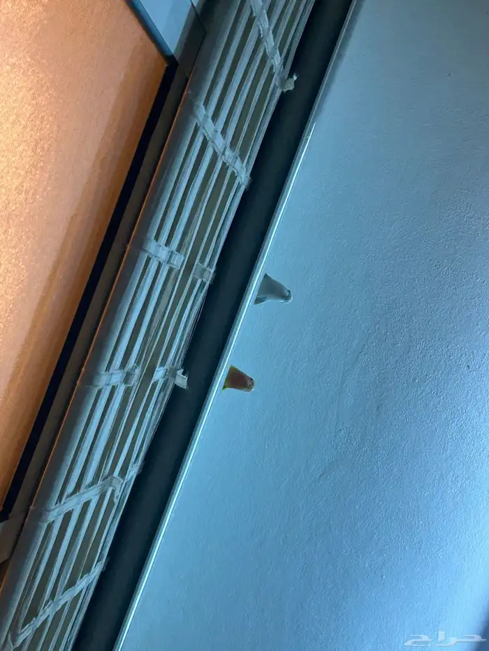 طيرين روز اليفات جدا 0