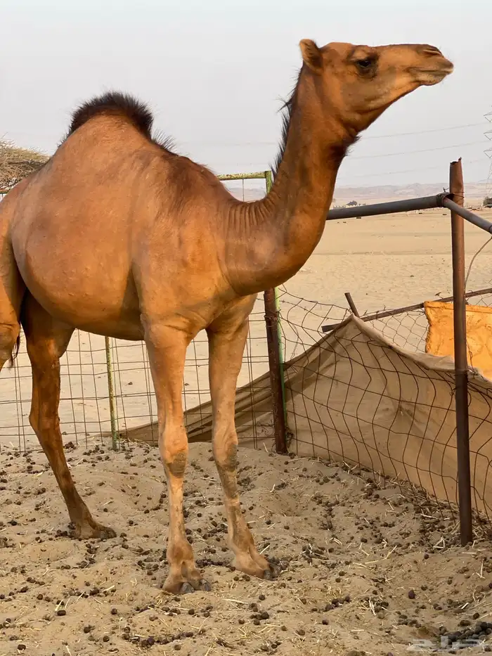 للبيع بكار سواحل 2