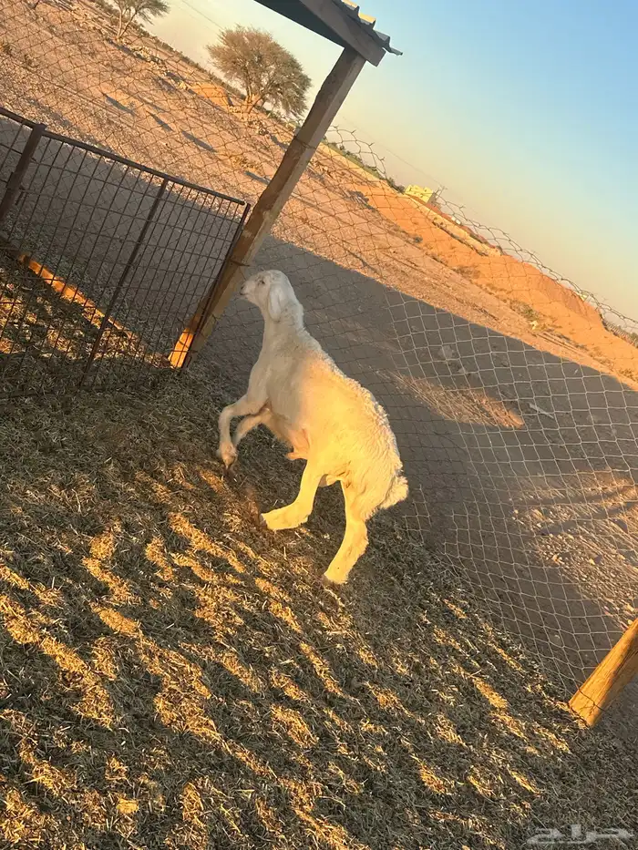 خرفان حريه جبره 5