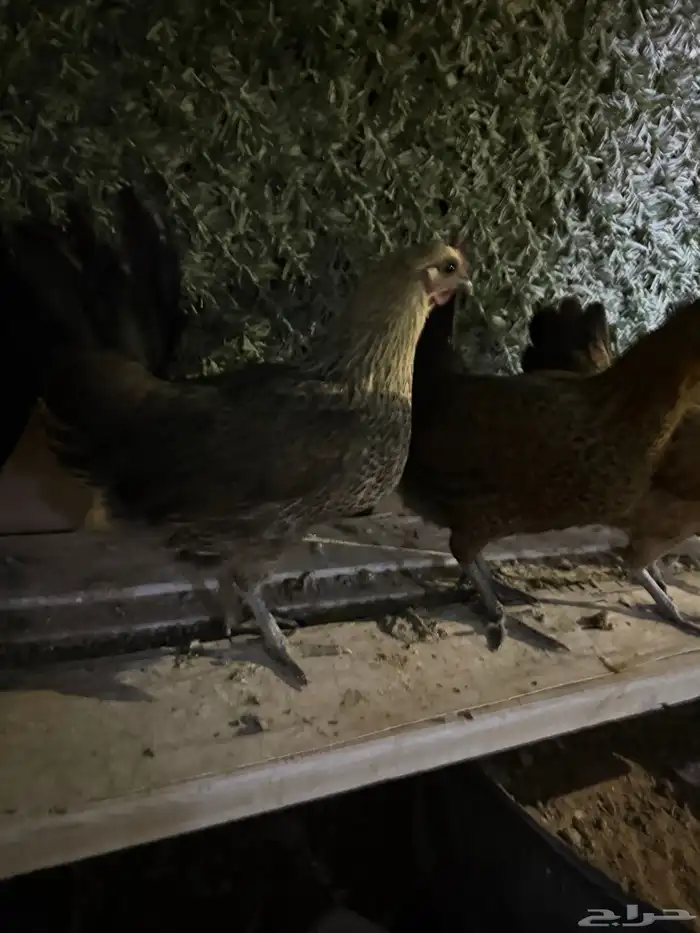 للبيع دجاج بياض 1