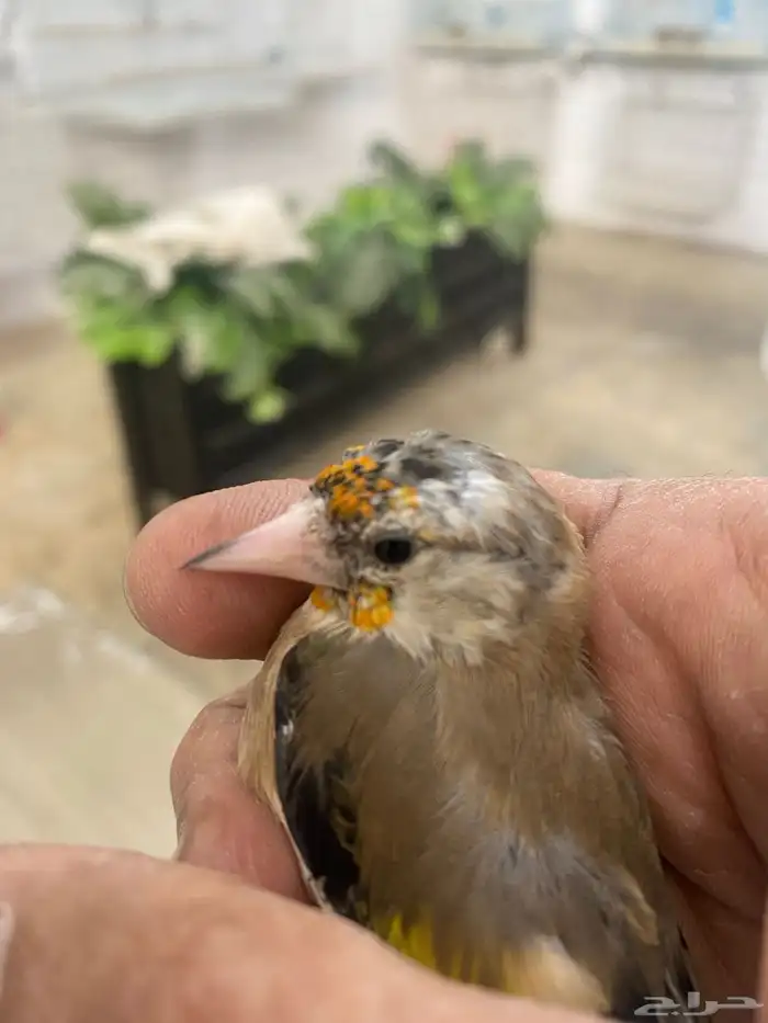 حسون فرخ سوري تم البيع 2