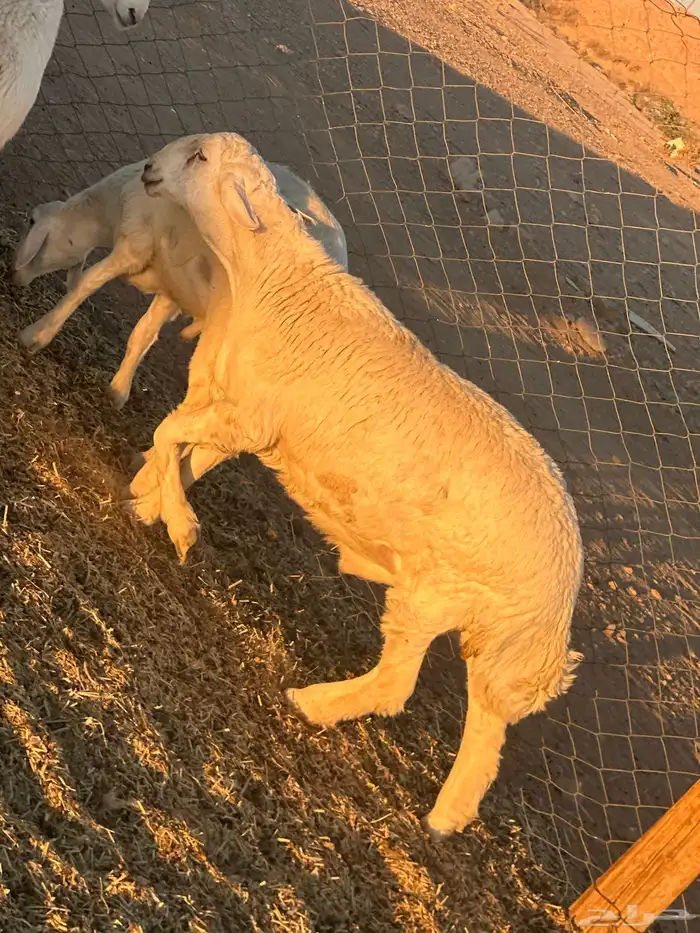 خرفان حريه جبره 3