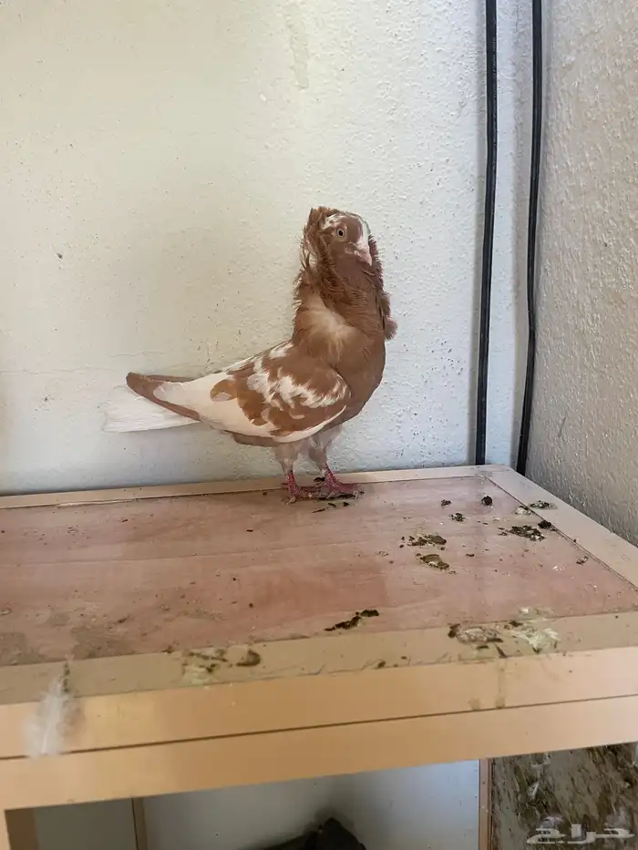 زوج قطيف زوج بلجيكي 3