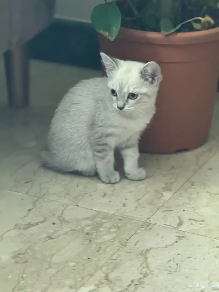 قط .. لبييع 2