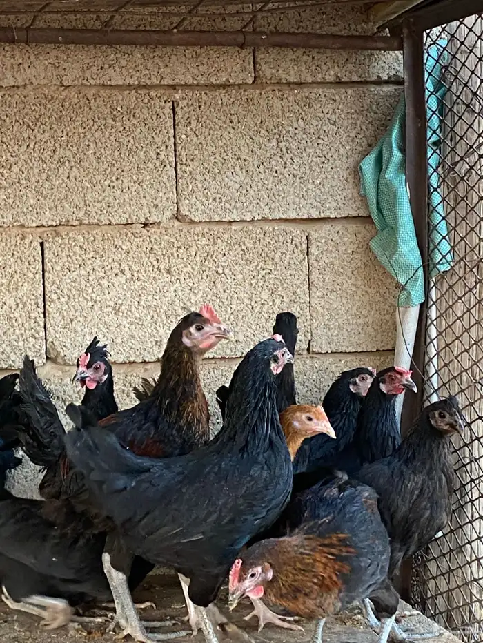 دجاج بلدي فاخر 1