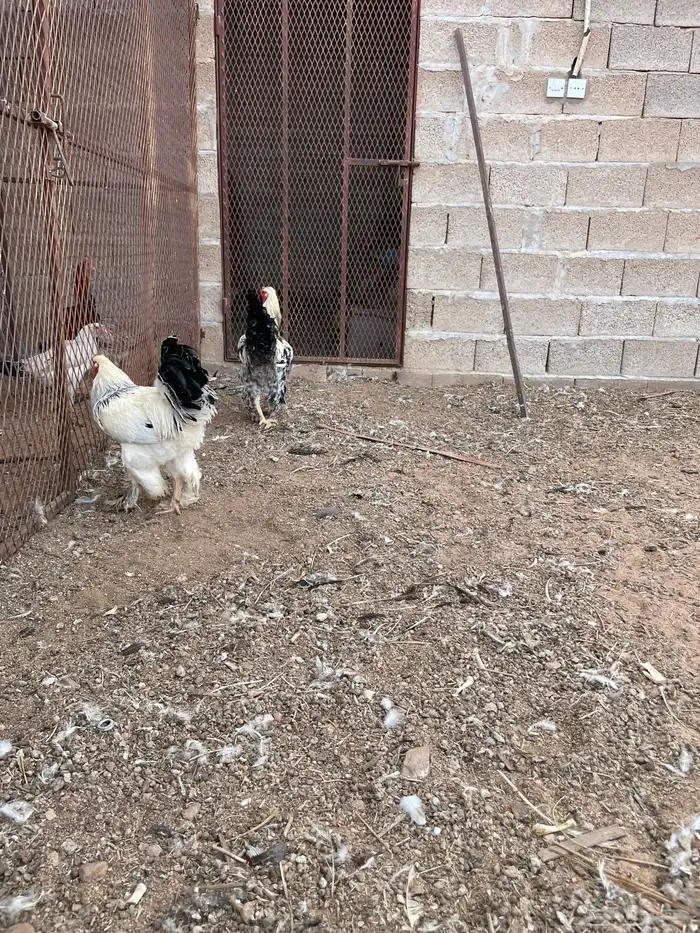 ديكه براهما 4