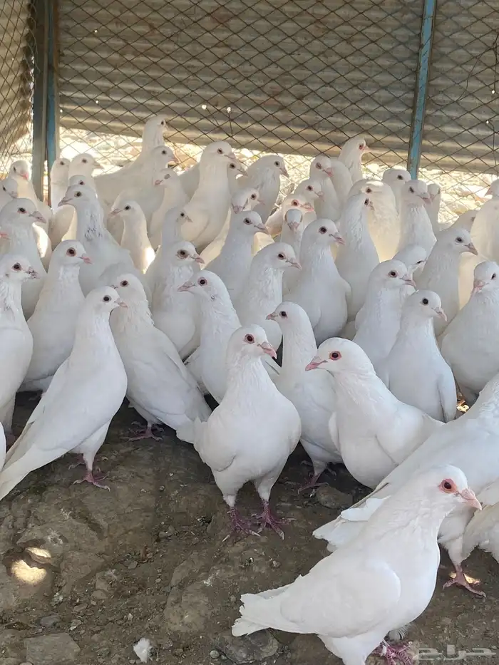 تم البيع الله يبارك لرعيه 9