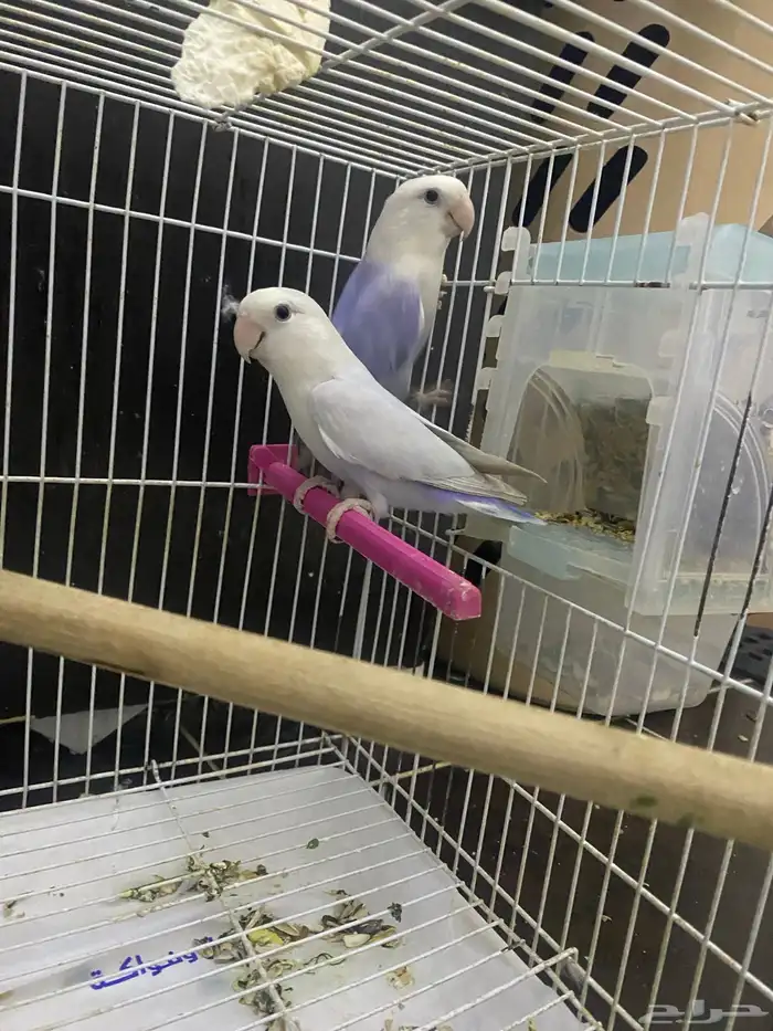 جوز روز منتج حجم ولون م شاء الله 4