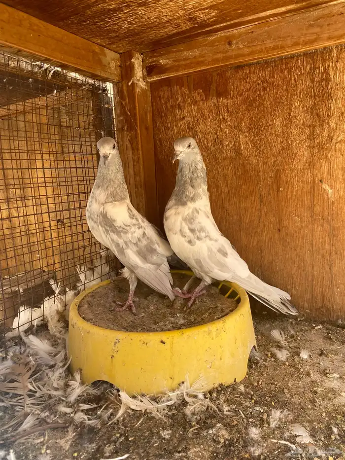 جوز باكستاني سليتي 4