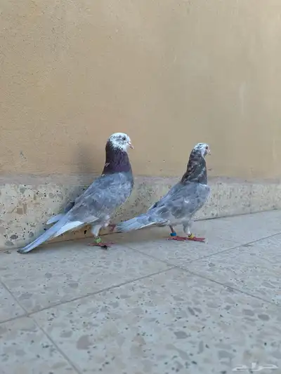 جوزين حمام قطيفي index