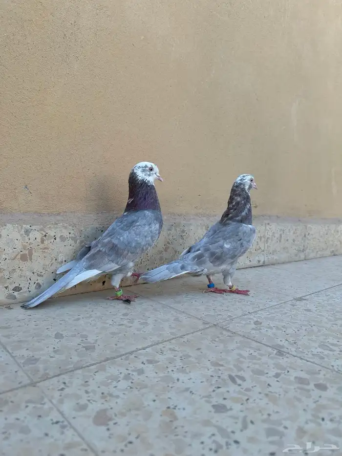 جوزين حمام قطيفي 0