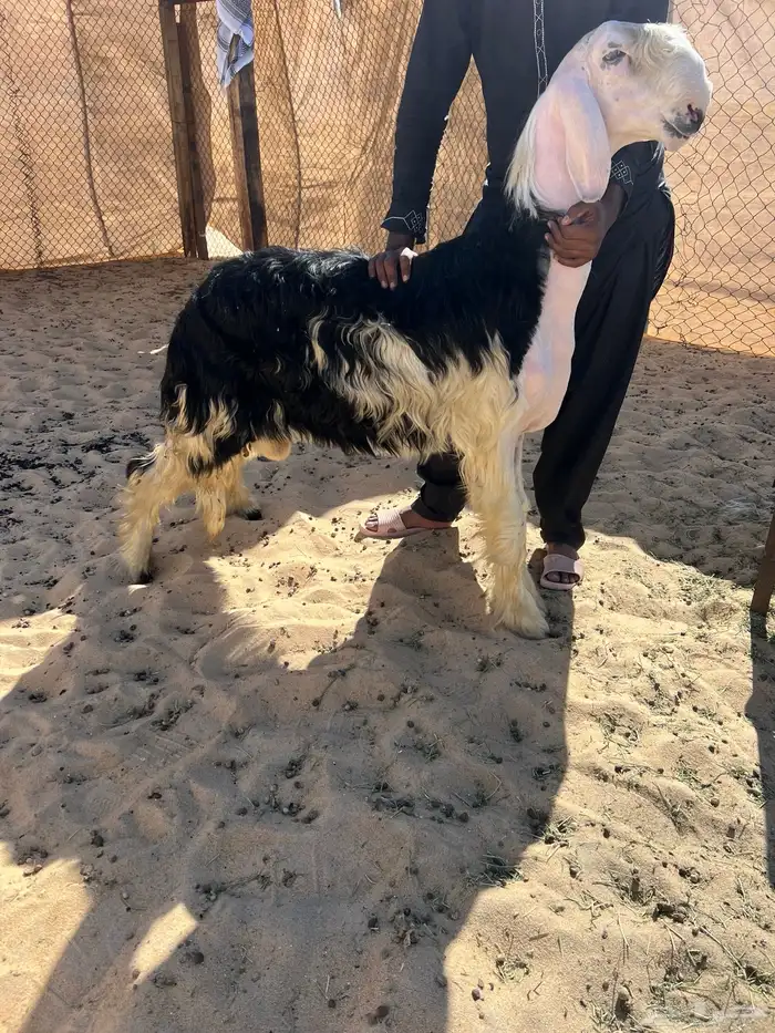 مشروع فحل نجدي 0