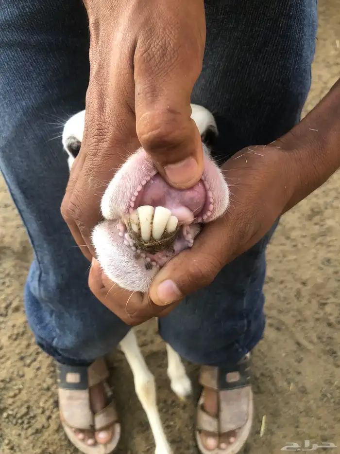 ضان رفيدية دفيع 9