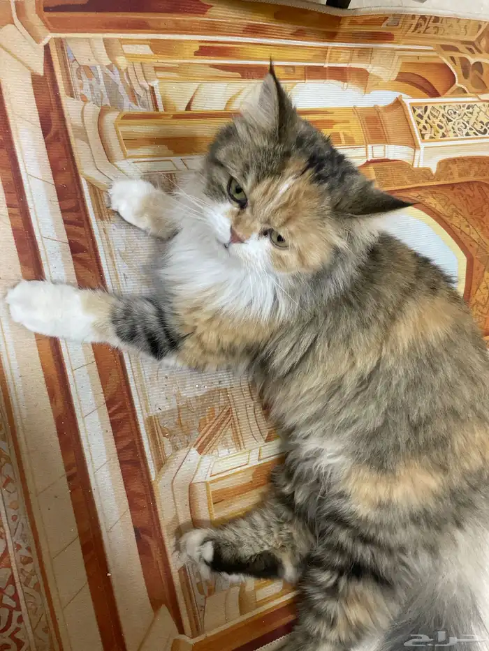 قطوه للتبني 1