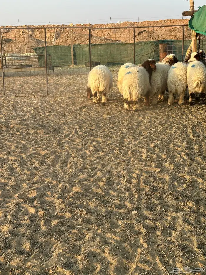 رخال العدد 6 0