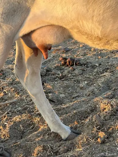 بقره خلفة مع ولدها للبيع index