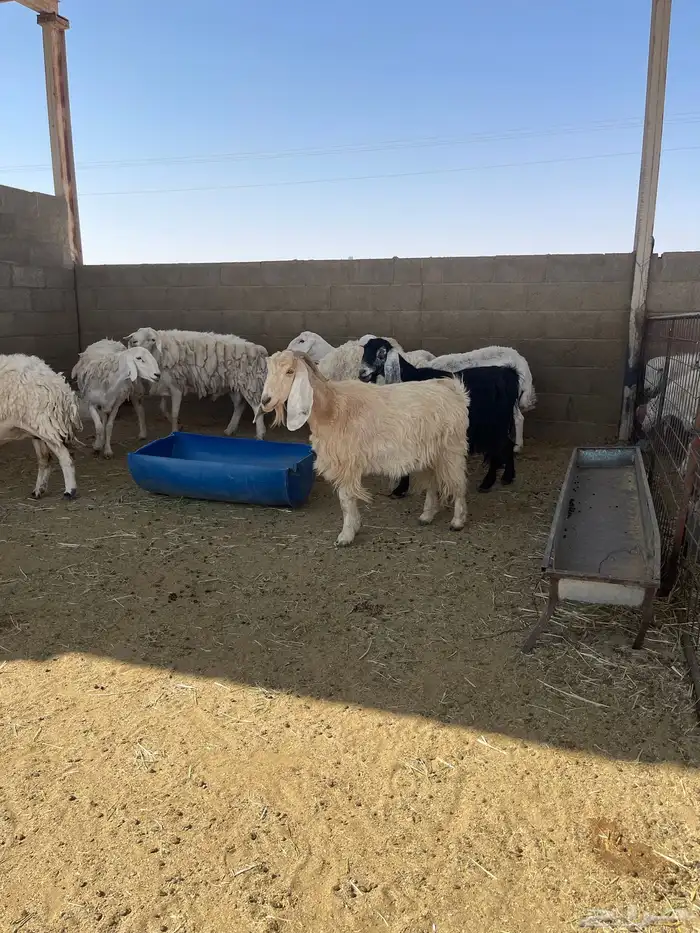 ذبايح حري ونعيمي وتيوس 70