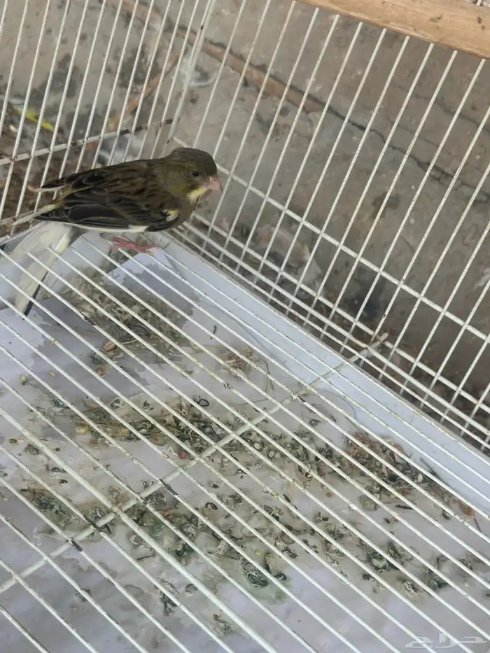 كناري ويمام ماسي برق 13