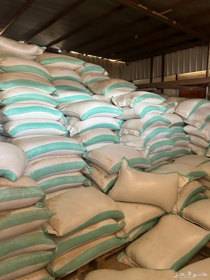 شعير سداسي بذر 1