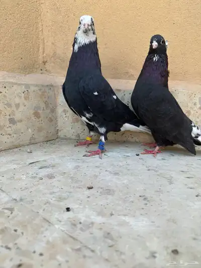 جوزين حمام قطيفي index