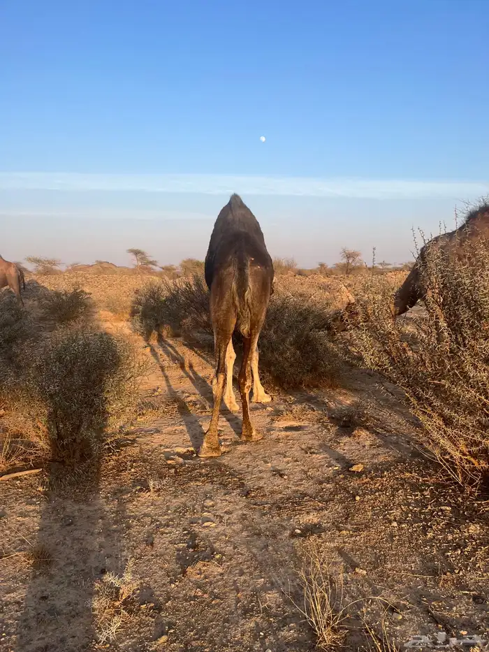 ناقه معشر عشار 11