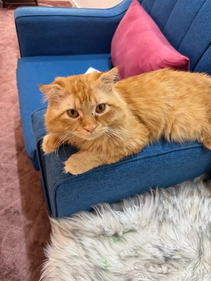 قطه للتبني 0