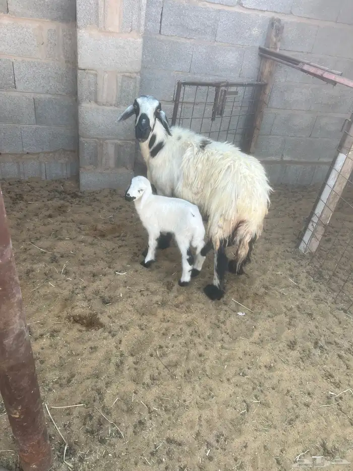 شاه حريه معها رخل 2