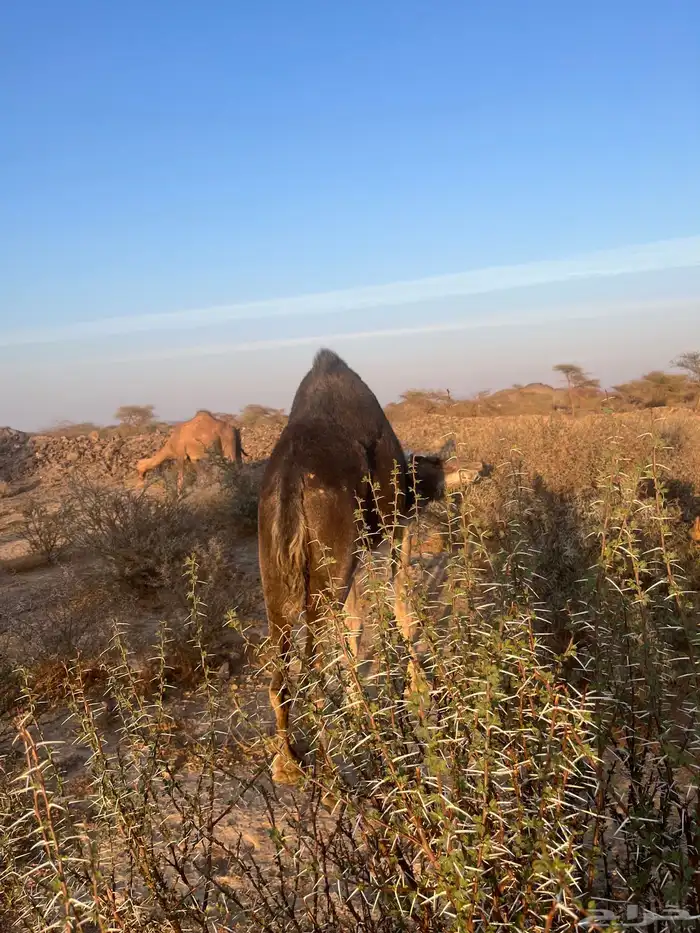 ناقه معشر عشار 10