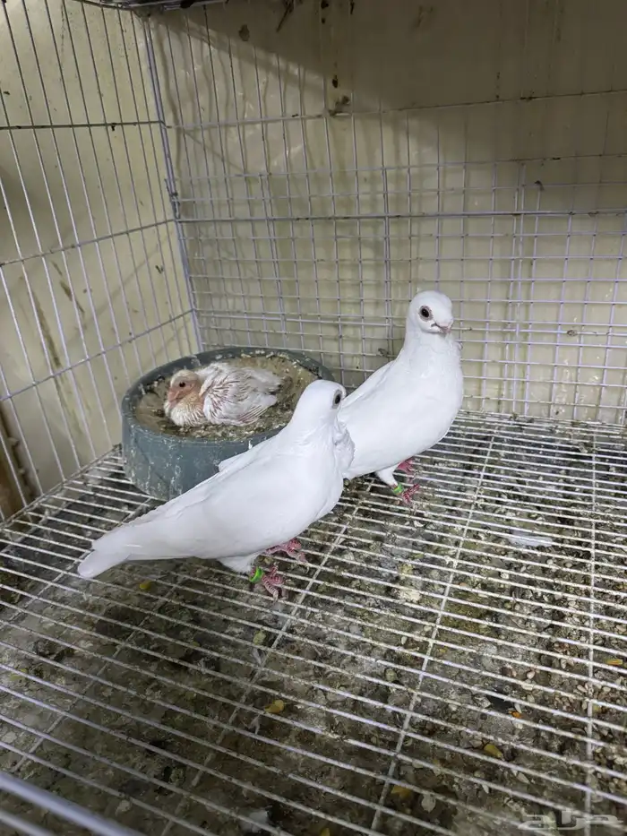 جوز بولندي مع انتاجه للبيع 0