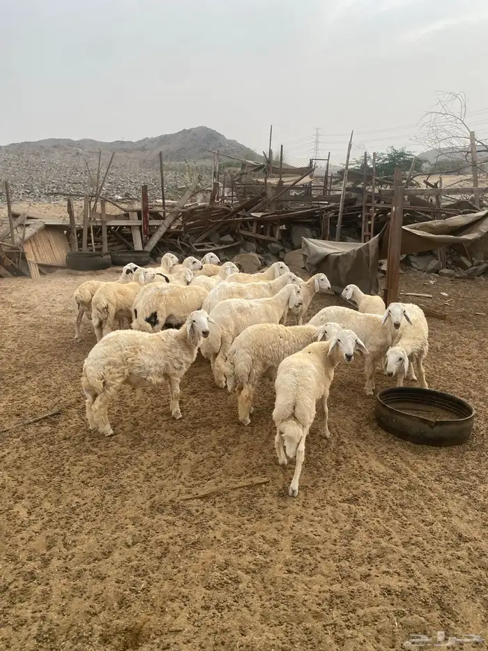 ذبايح حري و سواكني يوجد تقسيط تابي يوجد توصيل 1