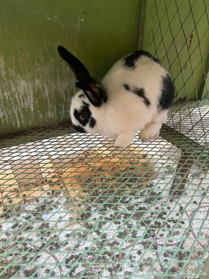 ذكر بابيون 2