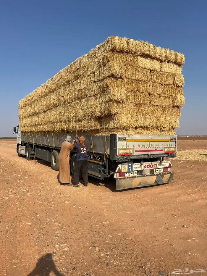تبن قمح شد شركه 90-100 5