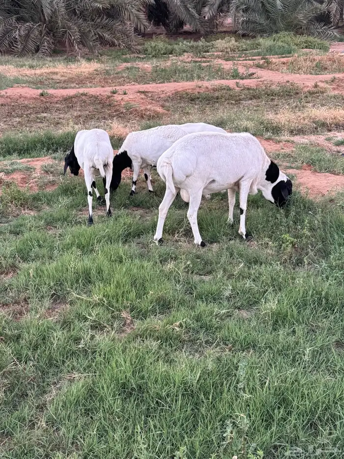 برابر شياه وفحلهن الموقع بريده 3