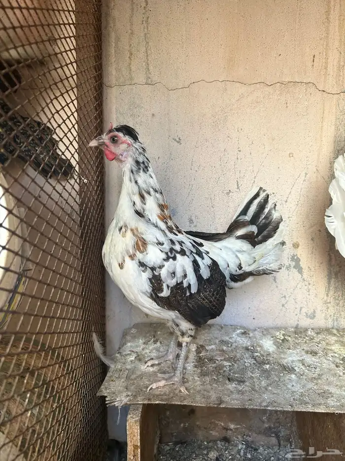 دجاج حباحب نصايف 4