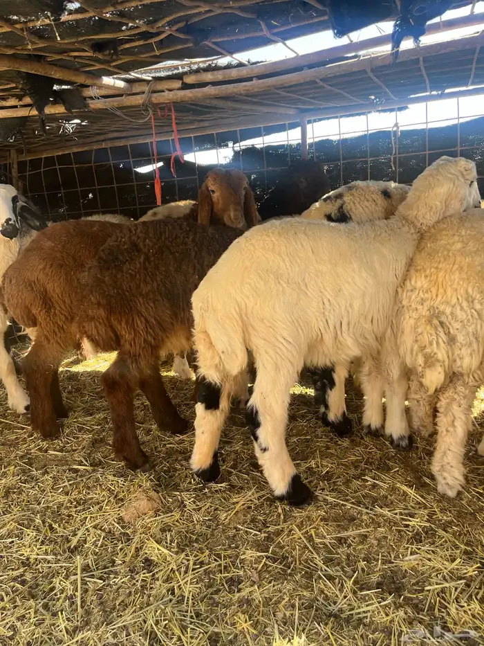 بهم هرفالعدد 15 1