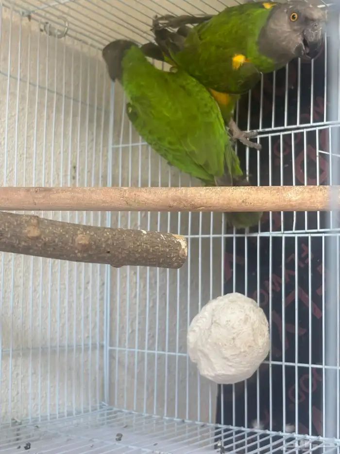 زوج سنغالي 1