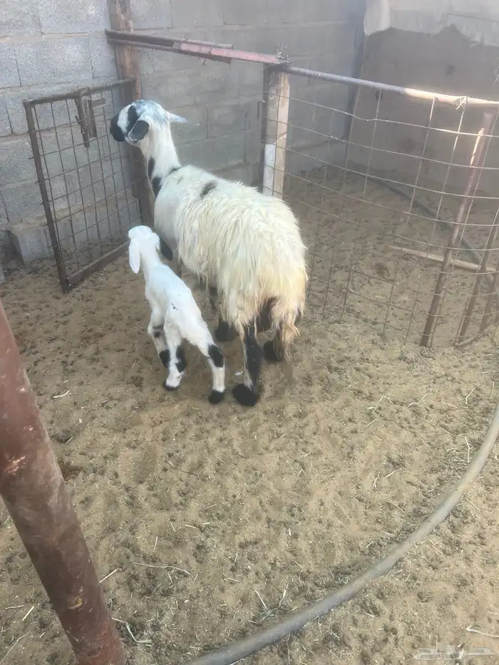 شاه حريه معها رخل 1