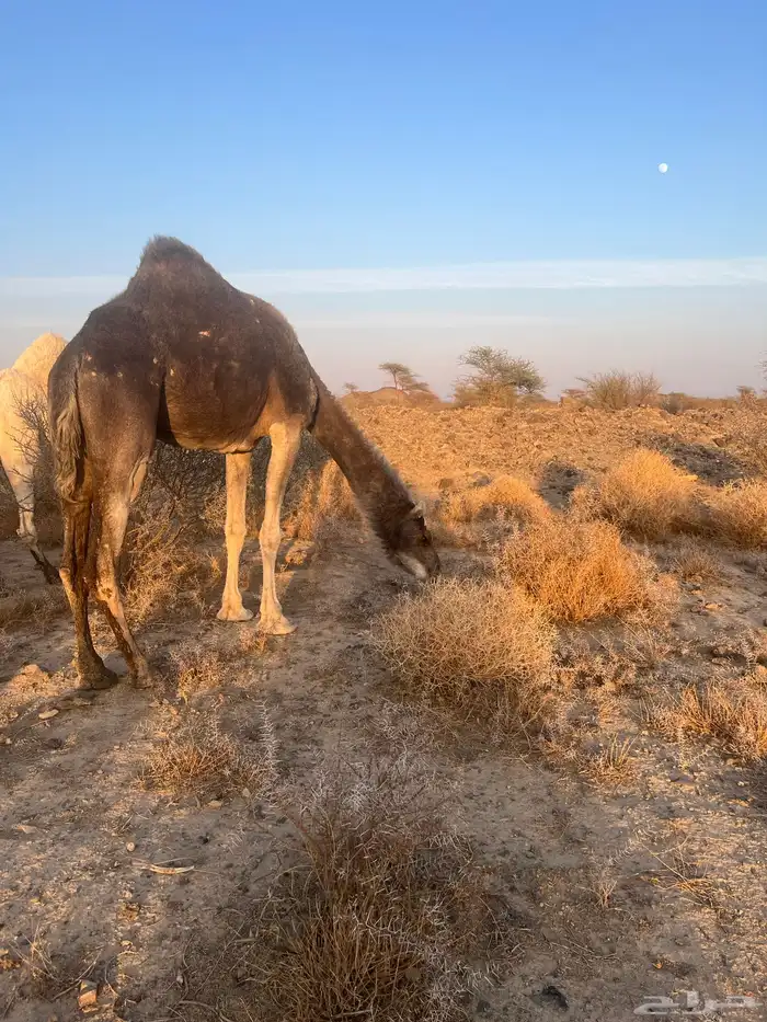 ناقه معشر عشار 1