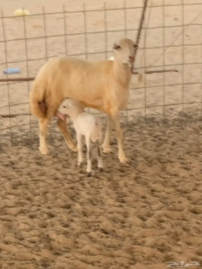 للبيع رخال دفيع منوة المقني 1