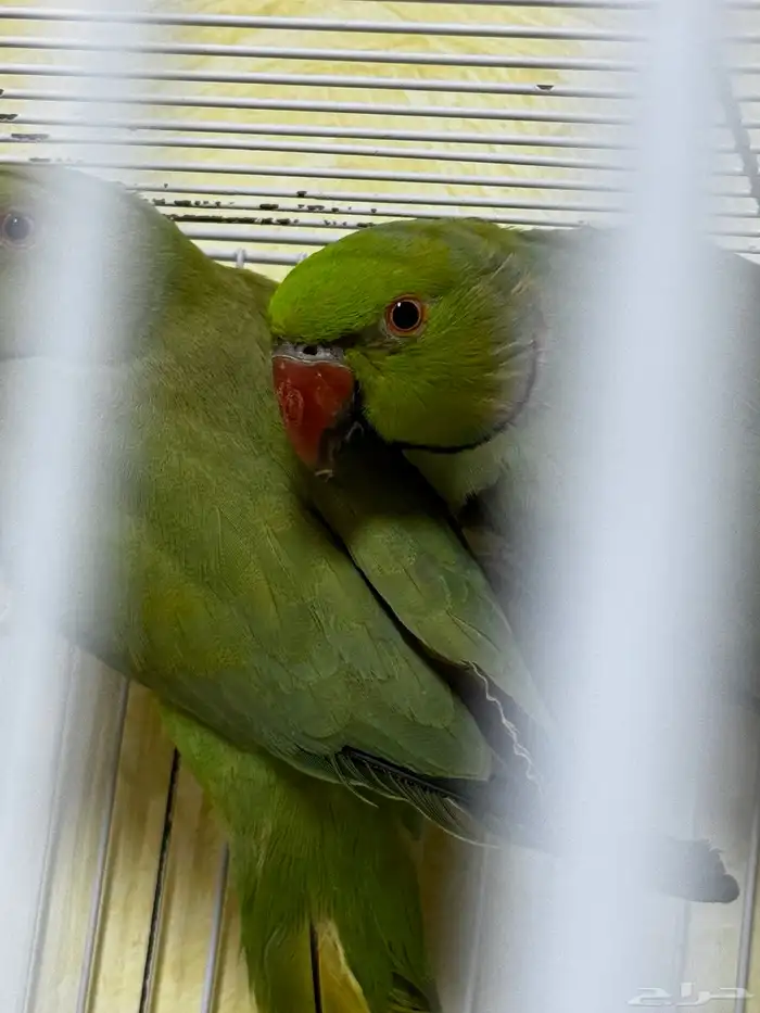 جوز دره هندي 2