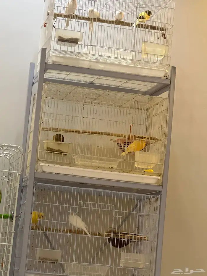 مجموعة طيور للبيع عدد 4 ذكور كناري مغرد جاهز ةللنتاج (رقم2 0